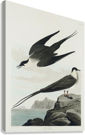 Arctic Yager Canvas Print