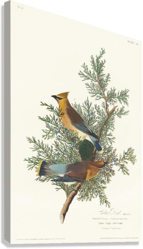 Cedar Bird Canvas Print