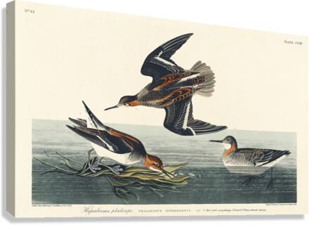 Hyperborean phalarope Impression sur toile