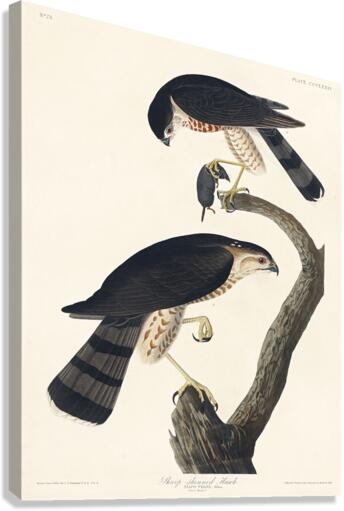 Sharp-shinned Hawk Canvas Print