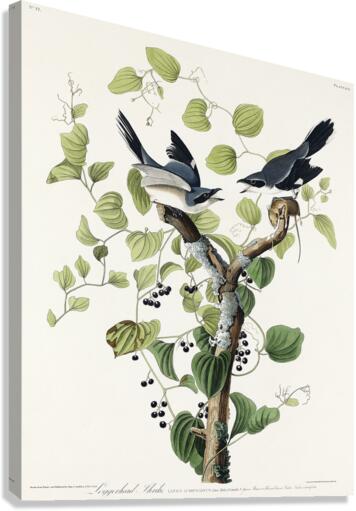 Loggerhead Shrike Canvas Print