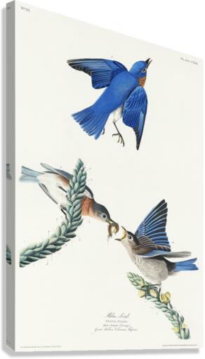 Blue-bird Canvas Print