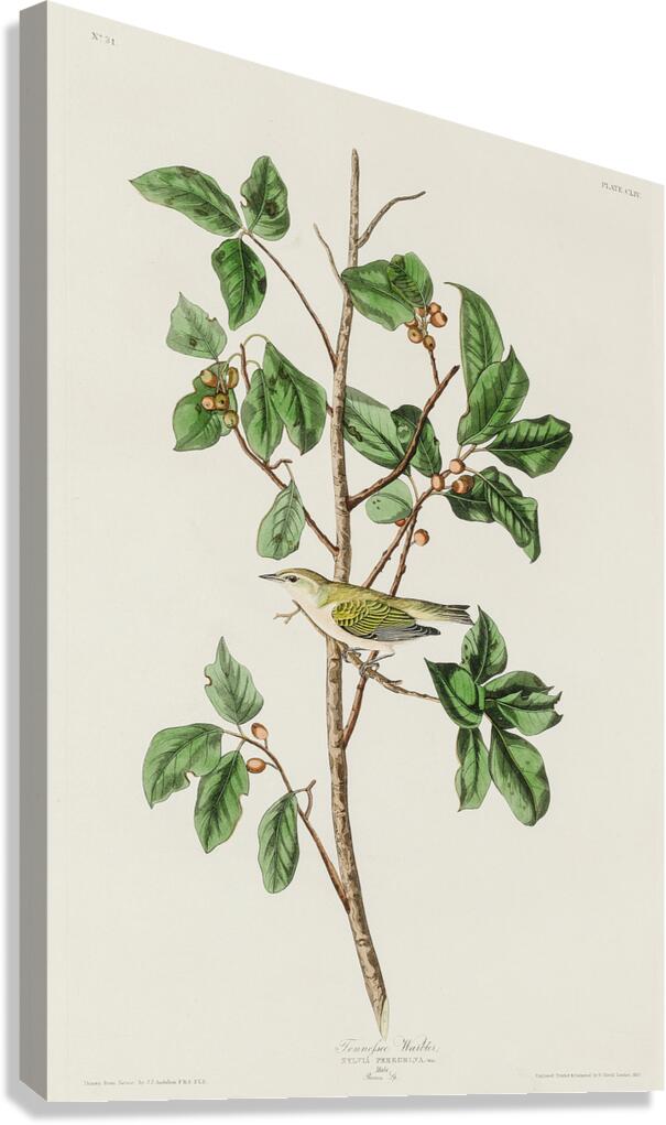 Tennessee Warbler Canvas Print