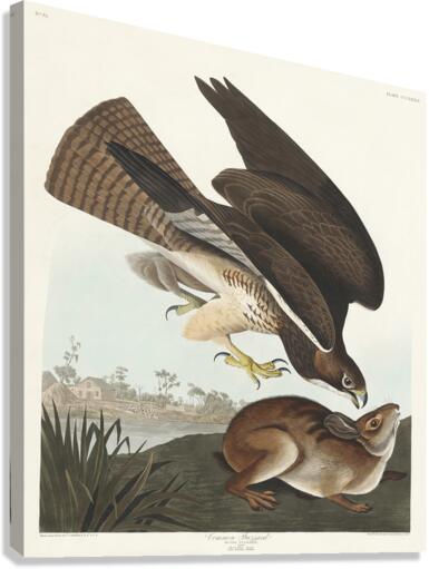 Common Buzzard Canvas Print