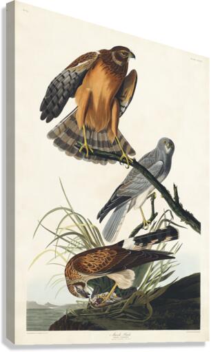 Marsh Hawk Canvas Print