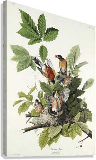 American Robin Canvas Print