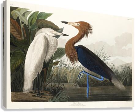 Purple Heron Canvas Print