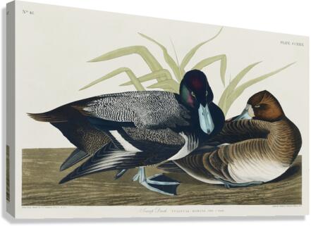Scaup Duck Canvas Print
