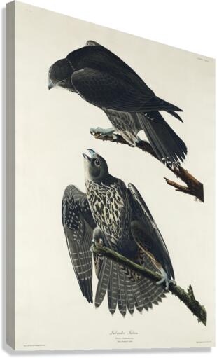 Labrador Falcon Canvas Print