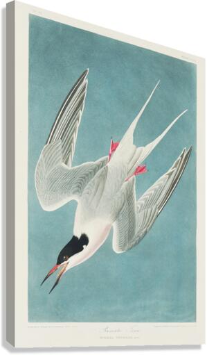 Roseate Tern Canvas Print