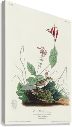 Henslows Bunting Canvas Print