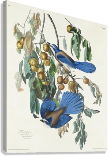 Florida Jay Canvas Print