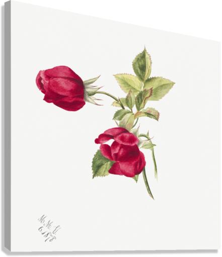 Rose 1878 Canvas Print