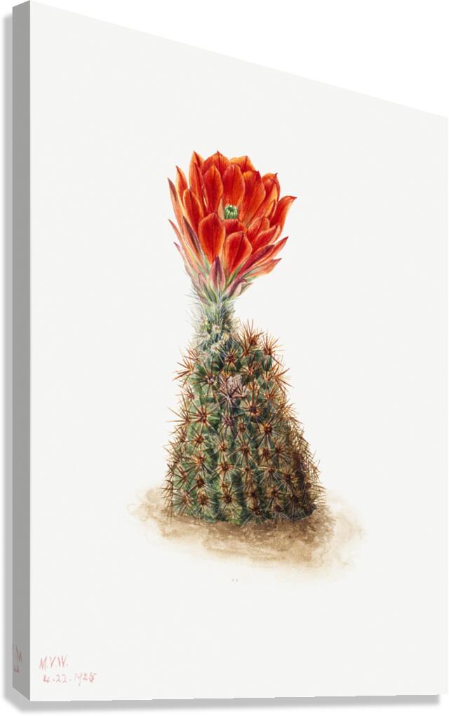 Cucumber Cactus 1939 by IStockHistory com Wall Art
