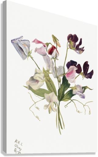 Flower Study 1886 Canvas Print