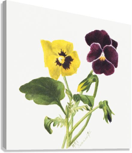 Pansies 1875 Canvas Print