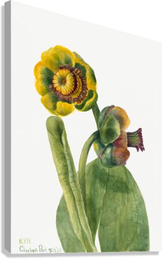 Flower Study 1939 Canvas Print