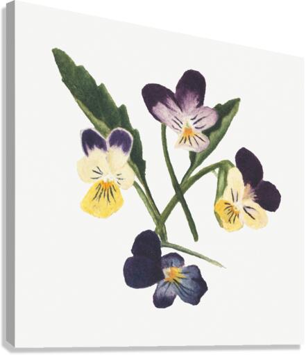 Pansies 1876 Canvas Print