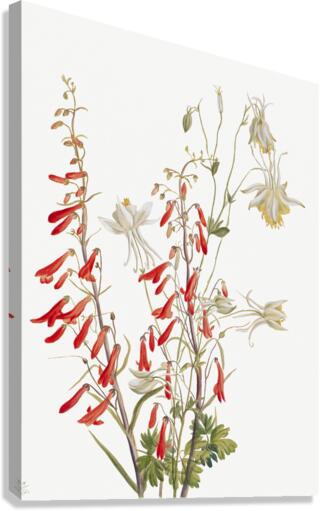 Flower Study 1883–1900 Canvas Print