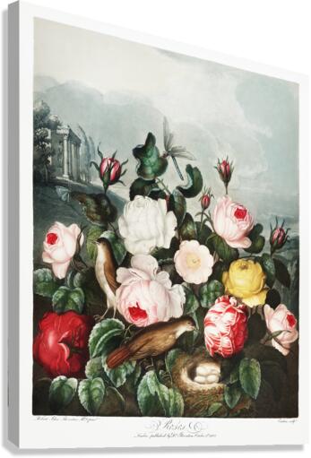 Roses Impression sur toile
