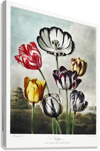 Tulips  Impression sur toile