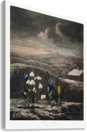 The Snowdrops Canvas Print