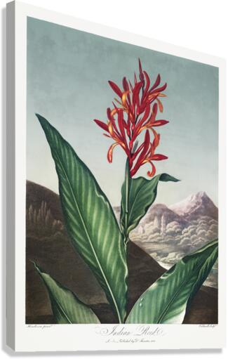 Indian Reed  Canvas Print