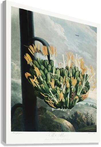 The Aloe Canvas Print