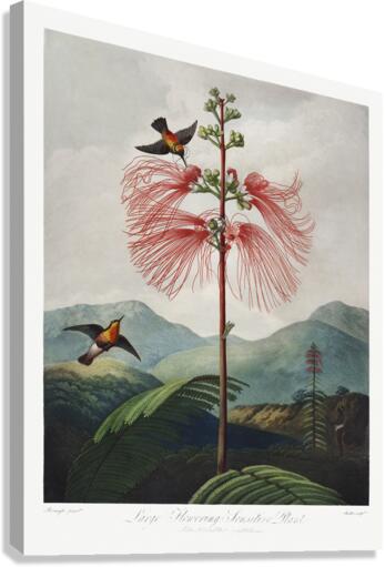 Large–Flowering Sensitive Plant Canvas Print