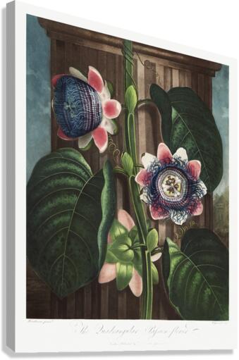The Quadrangular Passion Flower Canvas Print