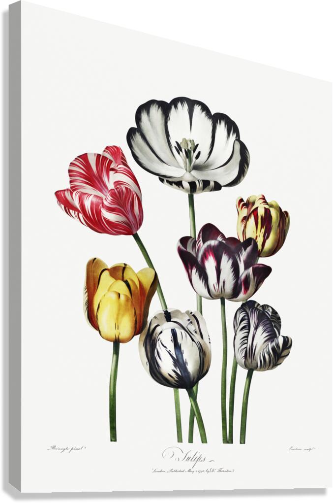 Tulips Canvas Print