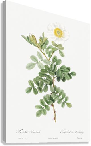 Macartney Rose Impression sur toile