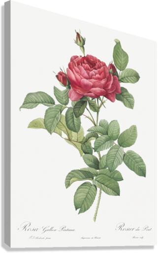 Red gallic rose Impression sur toile