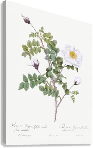 White flowered rose Canvas Print