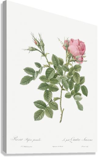Small damask rose Canvas Print