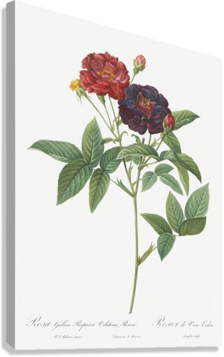 Van eeden rose Canvas Print