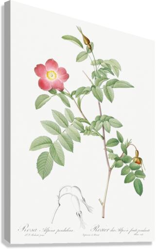 Pink alpine rose Canvas Print