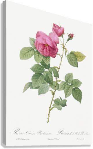 Pink bourbon roses Canvas Print