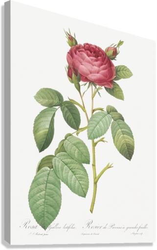 Red gallic rose Canvas Print