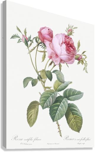 Pink cabbage rose Canvas Print