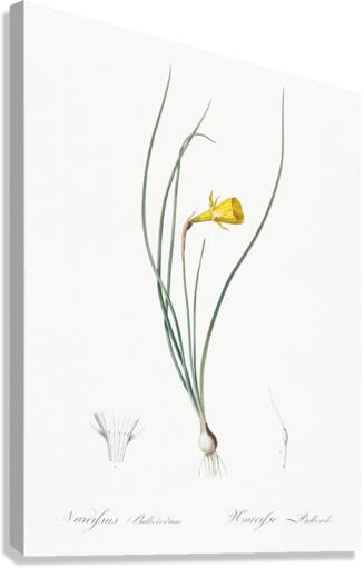 Daffodil illustration  Canvas Print