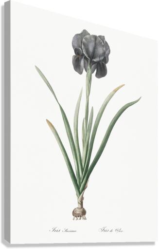 Mourning iris illustration  Canvas Print