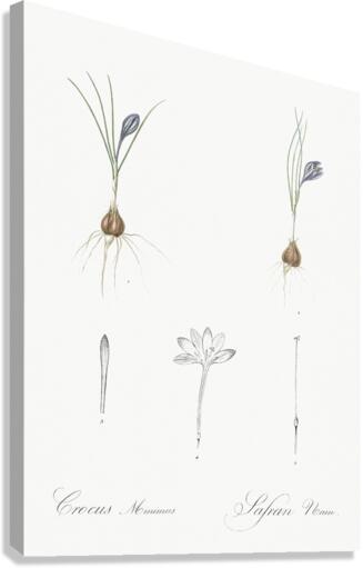 Crocus illustration  Canvas Print