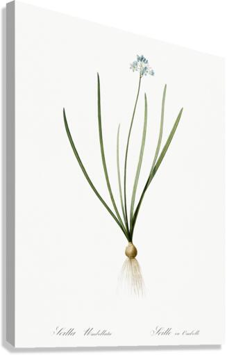 Spring squill illustration  Canvas Print