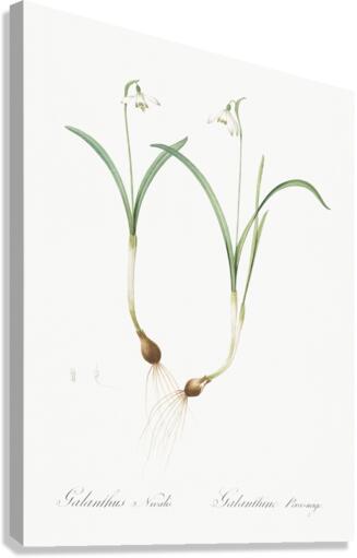 Snowdrop illustration  Canvas Print