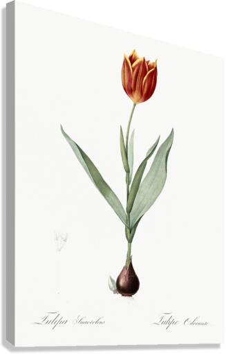 Tulip illustration  Canvas Print