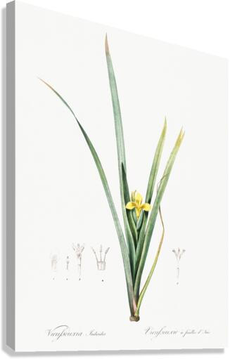 Yellow iris illustration  Canvas Print