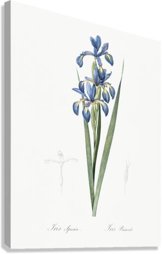 Blue iris illustration  Canvas Print