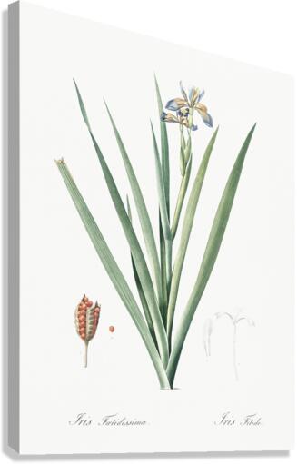 Stinking iris illustration  Canvas Print
