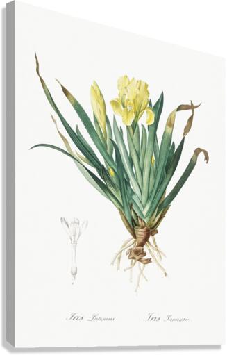 Crimean iris illustration  Canvas Print